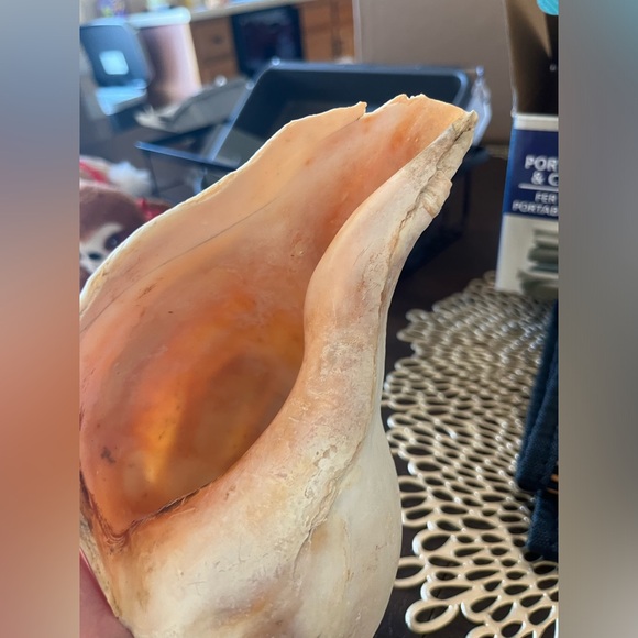 CONCH SHELL - Picture 8 of 8